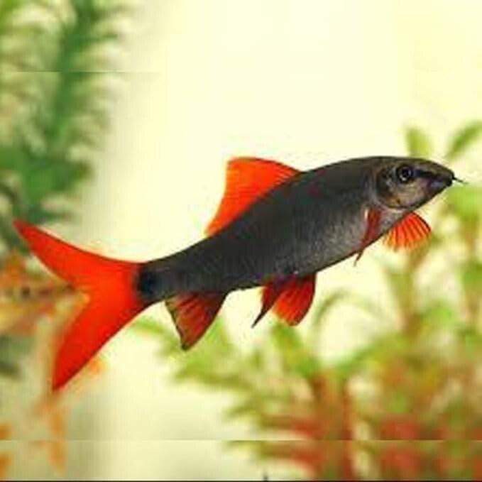 Rainbow Sharks Red (Pack of 4) Live Fish for Aquarium. FREE SHIPPING