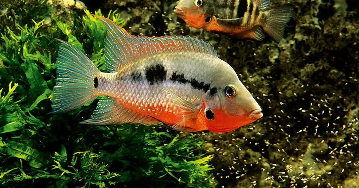 Firemouth Meeki Cichlid Med 2.0-2.5 Inch Live Fish