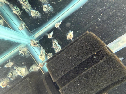 Pack of 2 Blue Tiger Parrot 1 inch (CICHLASOMA HYBRID) Live Fish