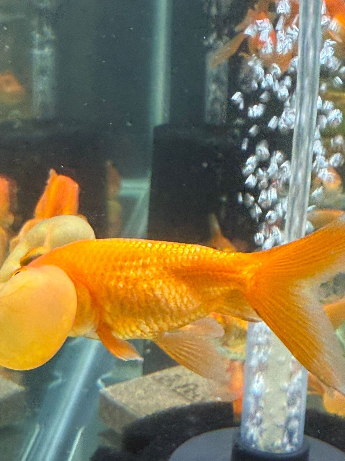 Red Assorted Bubble‑Eye Goldfish Pack of 2 – Fancy Live Aquarium Fish 2–3″
