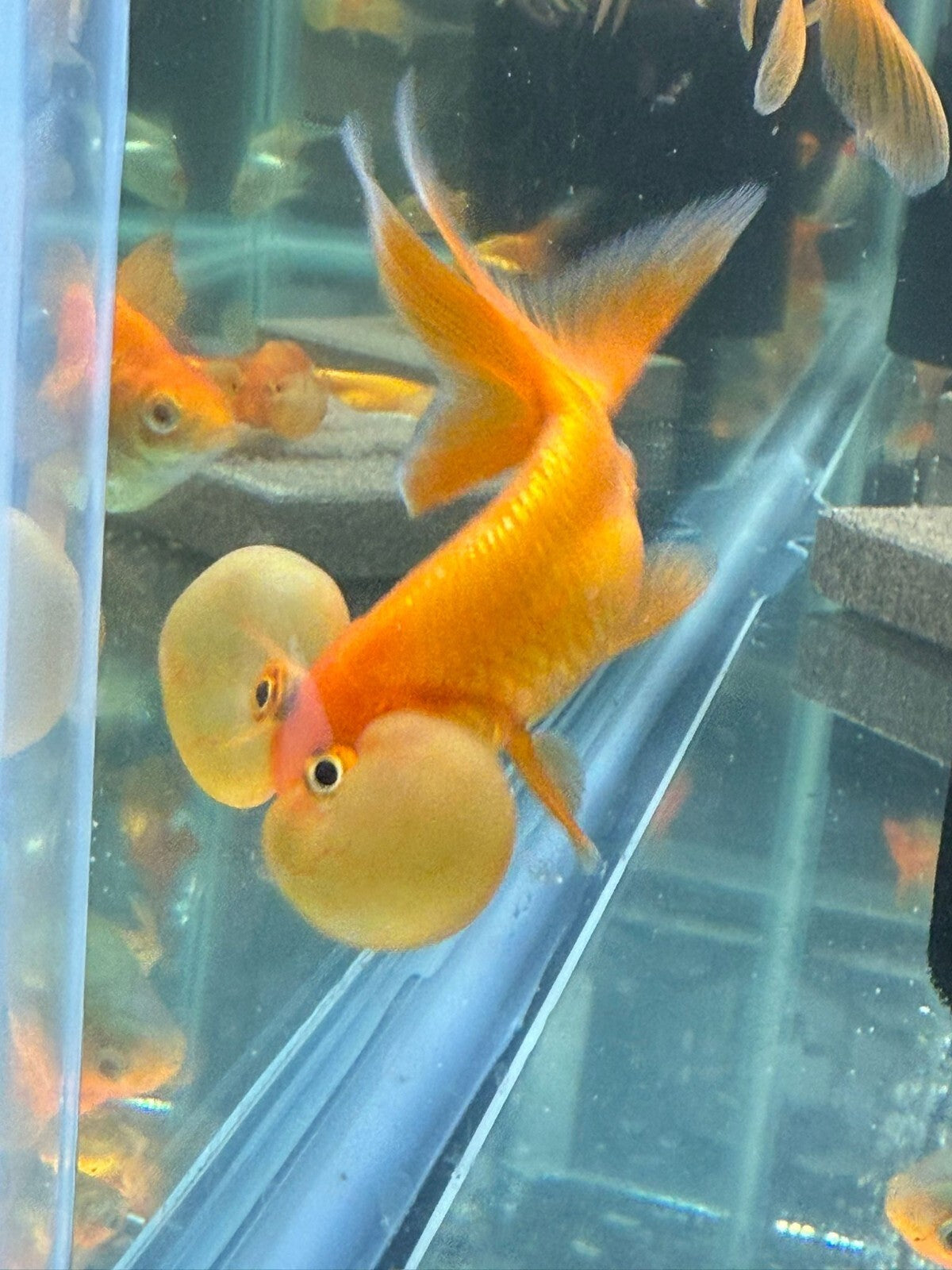 Red Assorted Bubble‑Eye Goldfish Pack of 2 – Fancy Live Aquarium Fish 2–3″