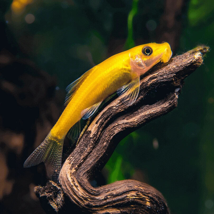 6-Pack Golden Algae Eater (Gyrinocheilus aymonieri) – Live
