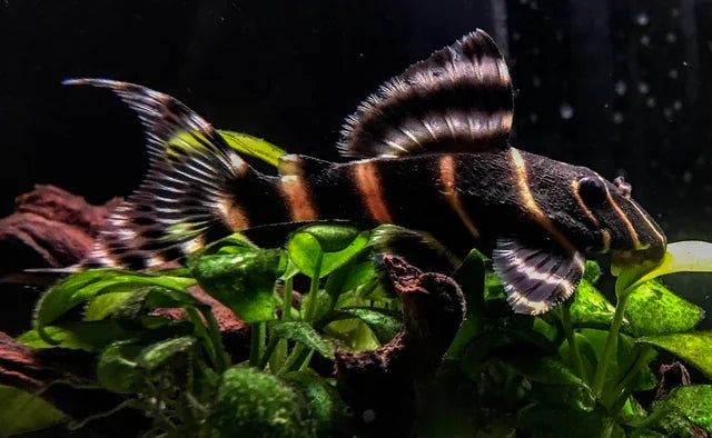 Emperor Pleco L204 3–4” – Live Freshwater Aquarium Fish for Planted & Community Tanks