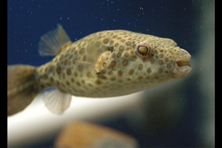 Abe's Puffer Fish 3-4 Inch Live Freshwater Aquarium Pea Puffer Rare Puffer