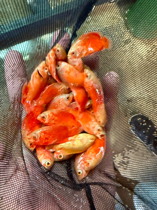 Chili Red Oscar 1.5-2 Inch Live Freshwater Cichlid Aquarium Fish Rare XL