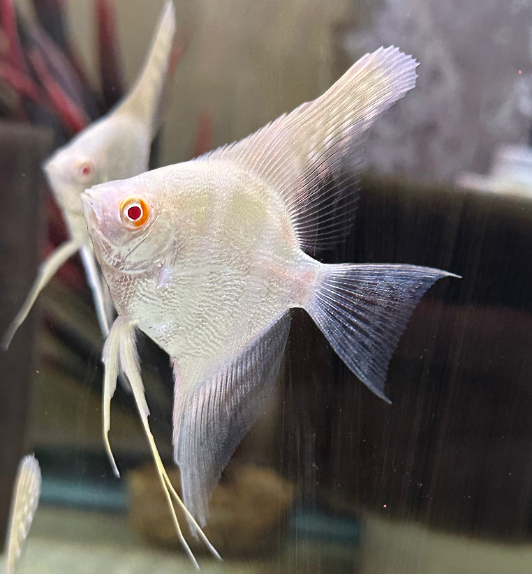 Albino Scalare Angelfish Medium 2.5–3 Inch Live Freshwater Aquarium Fish Rare XL