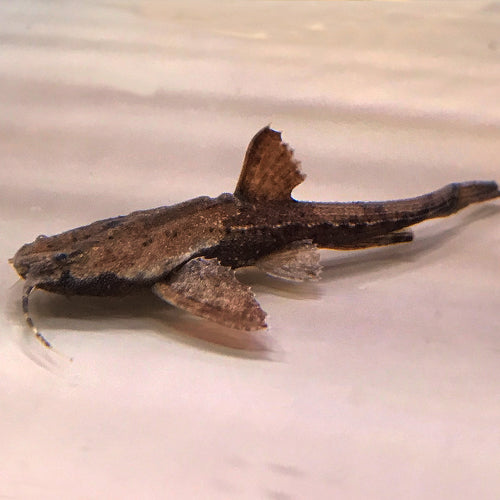 3-Pack Banjo Catfish 2 Inch Live Freshwater Aquarium Bottom Dweller Fish