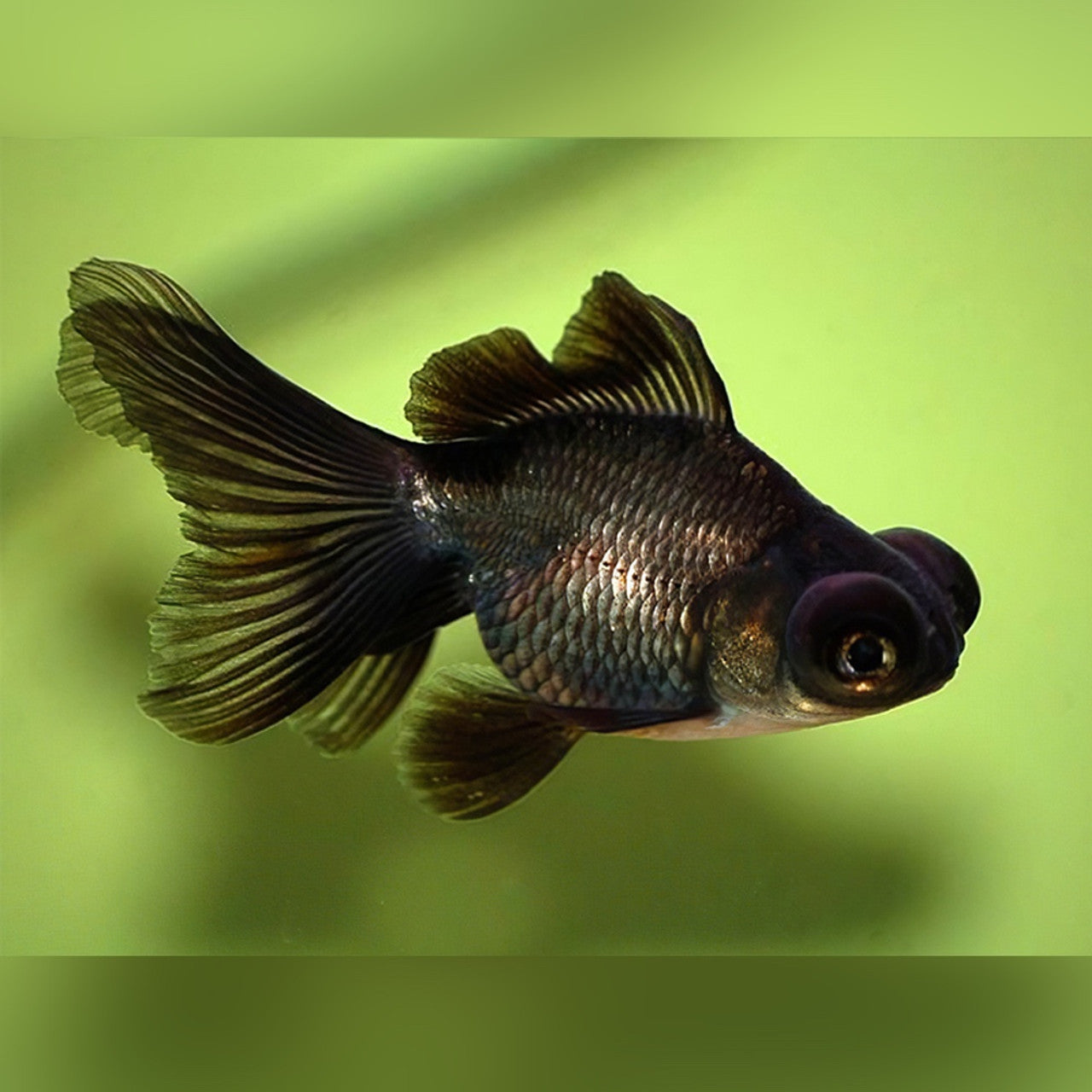 4-Pack Black Moor Goldfish 2.0–2.5" – Fancy Live Freshwater Aquarium Fish