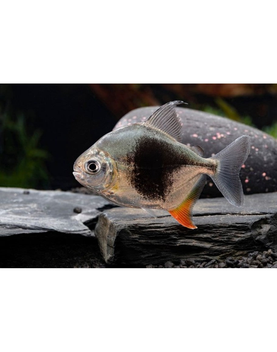 Silver Dollar Blackberry 3” – Live Freshwater Aquarium Fish for Community Tanks