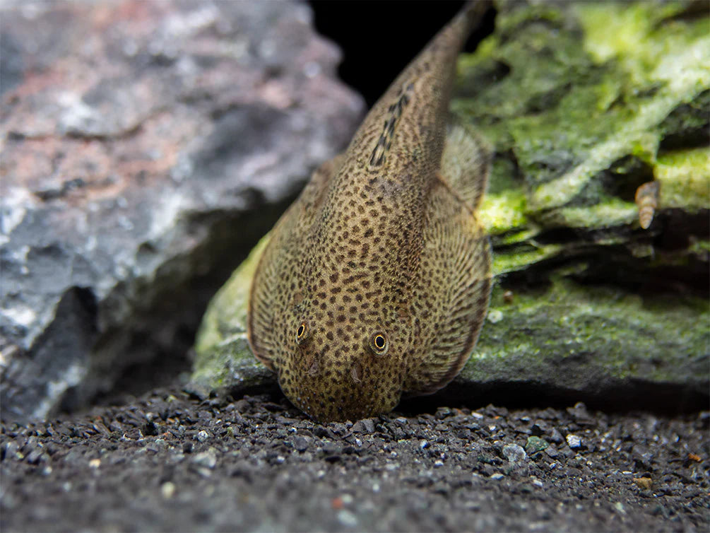3-Pack Hillstream Butterfly Loach – Live Freshwater Aquarium Fish – Algae Eater