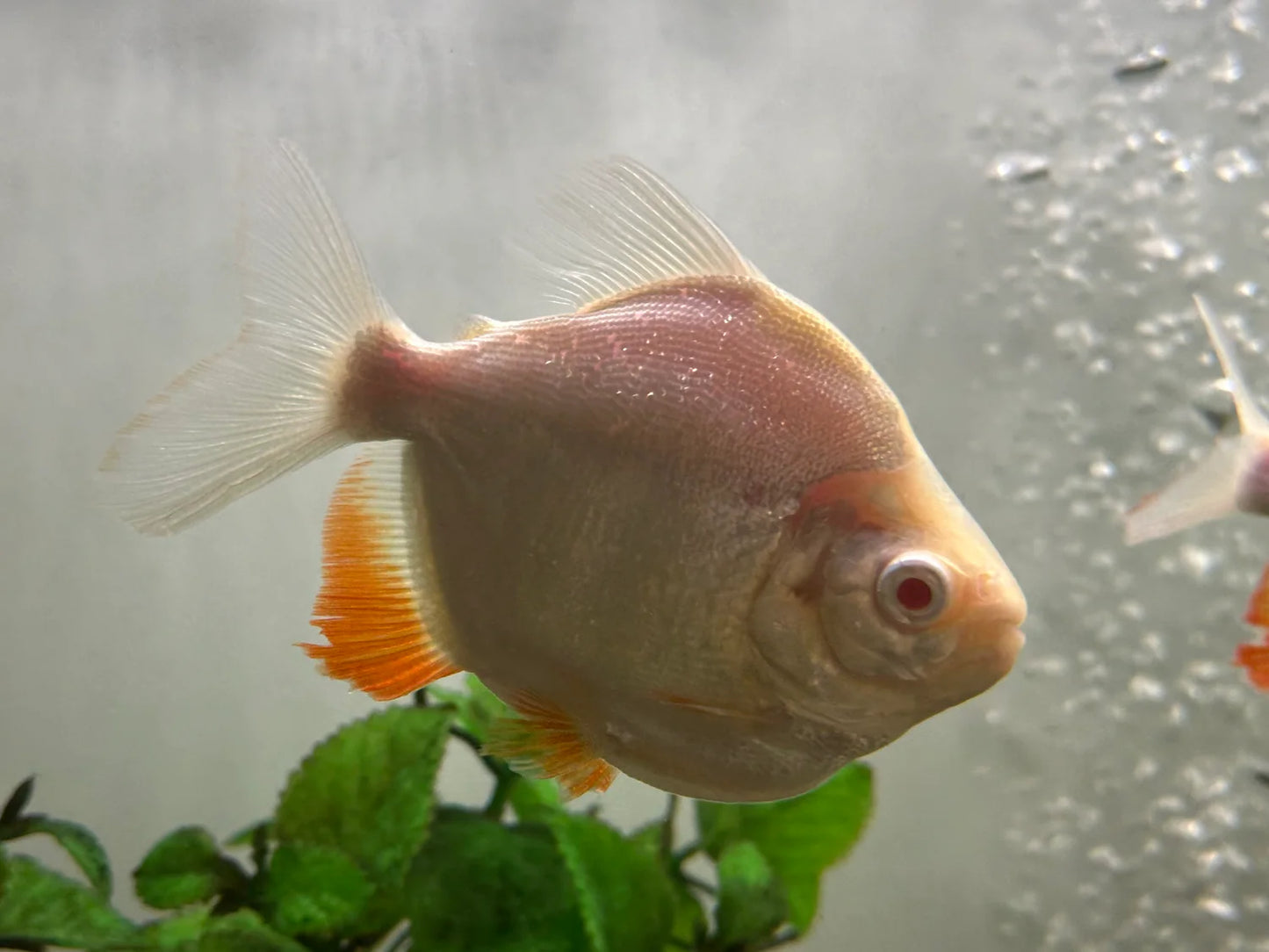 Albino Pacu Short Body 1.5” – Live Freshwater Aquarium Fish for Large Community Tanks