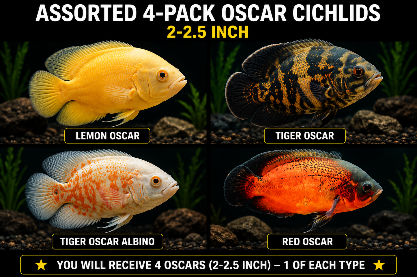 Assorted 4-Pack Oscar Cichlids 2-2.5 Inch Live Freshwater Aquarium Fish Colorful.