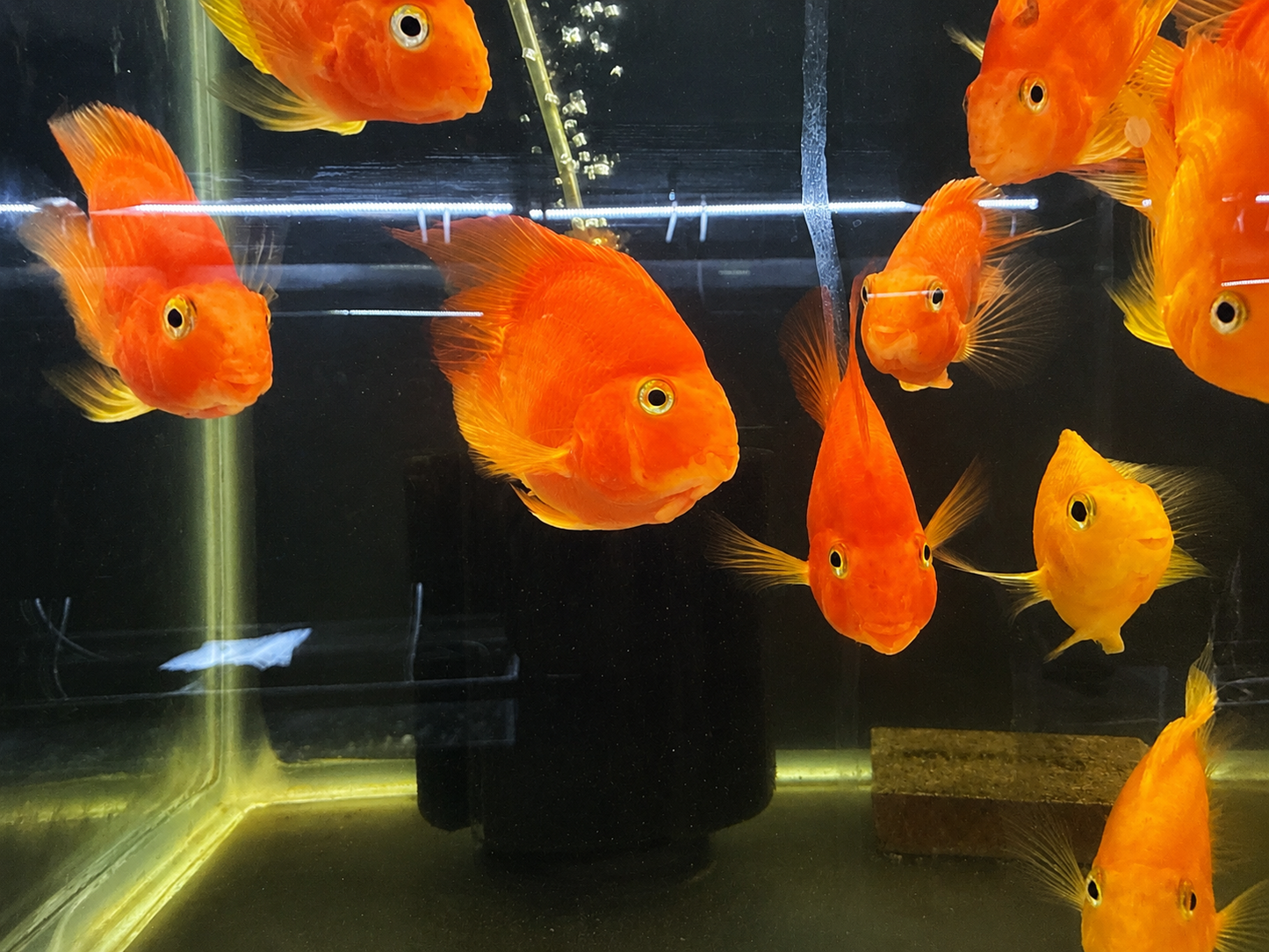 Red Yuan Bao Parrot Cichlid 4-5 Inch Live Freshwater Aquarium Fish Rare XL
