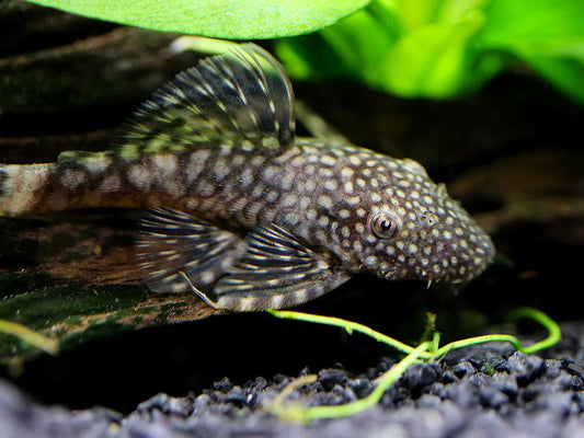3-Pack White Edge Chocolate Bushynose 1.0β1.25β β Live Freshwater Plecos
