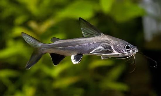 2-Pack Silver Cat Shark (Sciades seemanni) 2.0–2.5” – Live Freshwater Fish