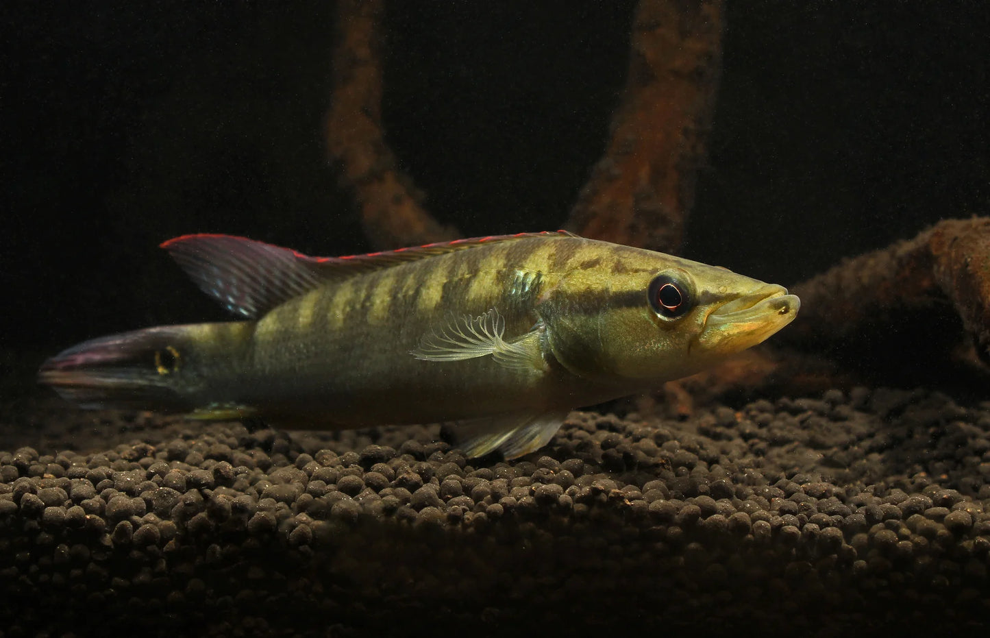 Colombian Pike Cichlid 4–5 Inch Live Freshwater Fish Aquarium Predator