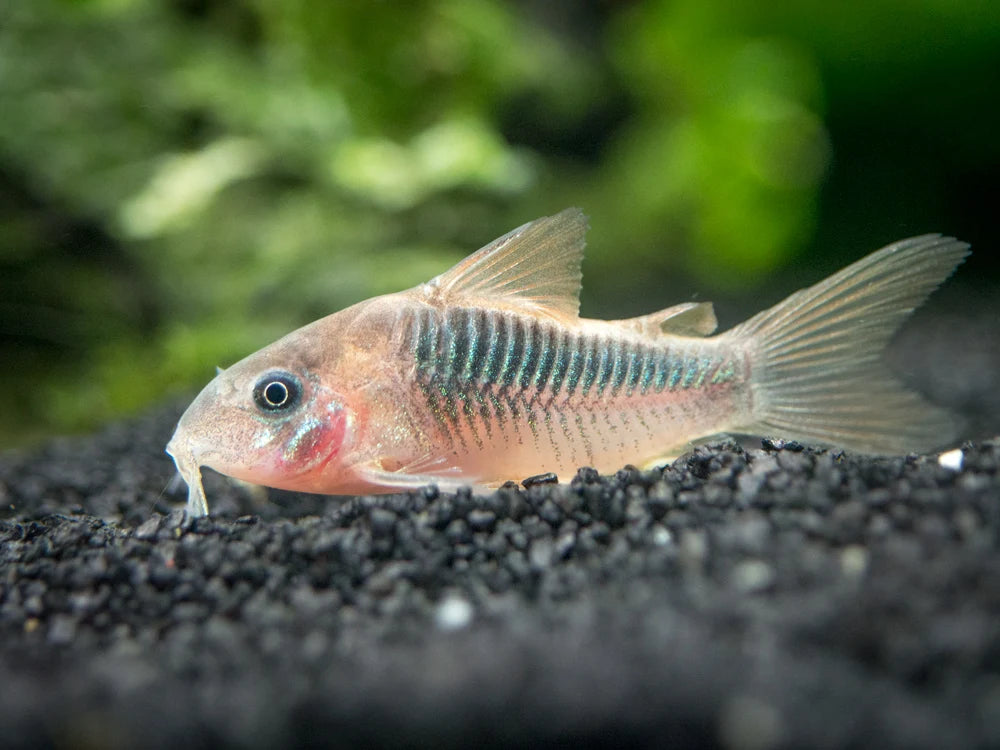 5-Pack Wild Rusty Cory Catfish 1.5 Inch Live Freshwater Corydoras Bottom Fish