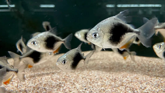 Silver Dollar Blackberry 2-2.5β β Live Freshwater Aquarium Fish for Community Tanks