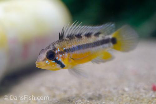 2 Pack Apistogramma Sunset Live Freshwater Fish Dwarf Cichlid Pair Rare