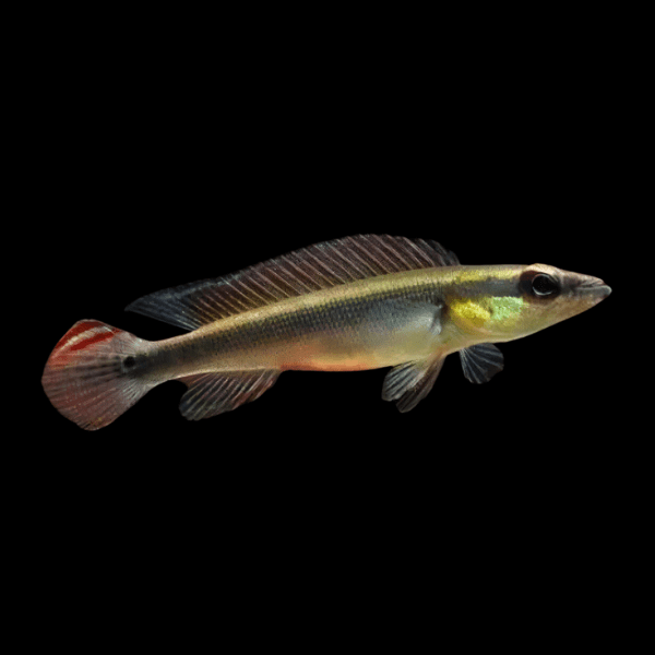 Regani Dwarf Pike Cichlid 2–3" Juvenile – Live Freshwater Aquarium Fish