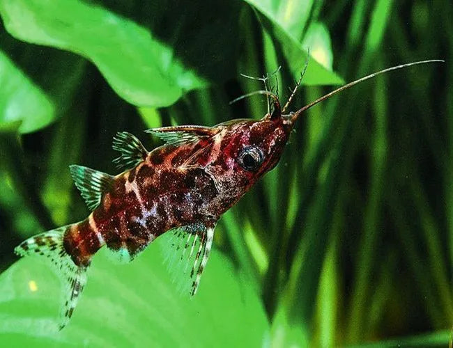 2-Pack Asian Upside Down Catfish 1–1.25” – Live Freshwater Aquarium Community Fish.