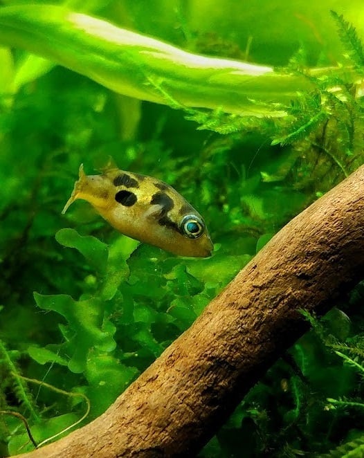 Dwarf BB Puffer Tank Raised ″ – Live Freshwater Aquarium Fish – Rare Pea Puffer