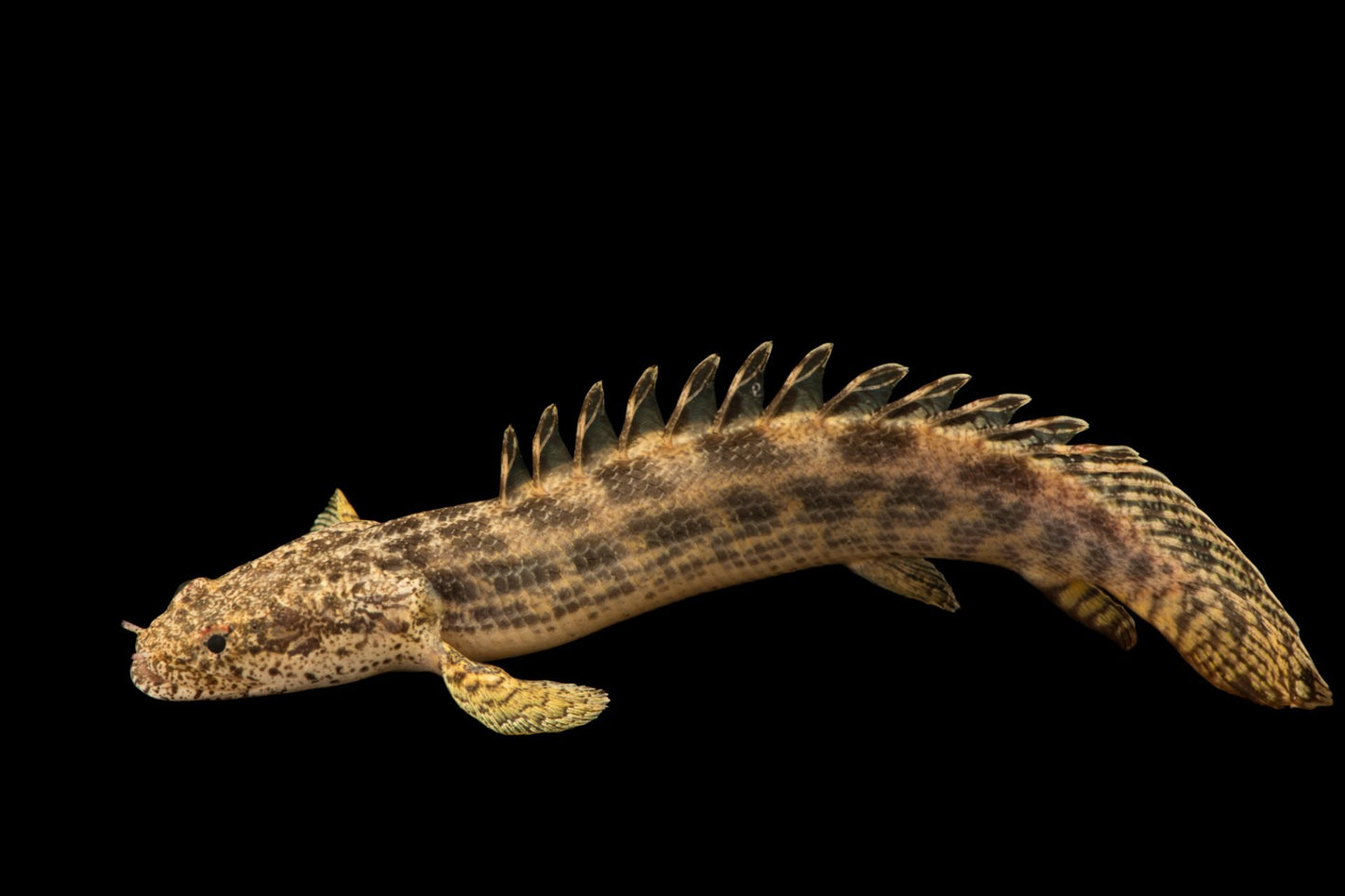 Ansorgii Polypterus Tank Raised 2-2.5″ – Live Freshwater Bichir Fish – Rare & Hardy