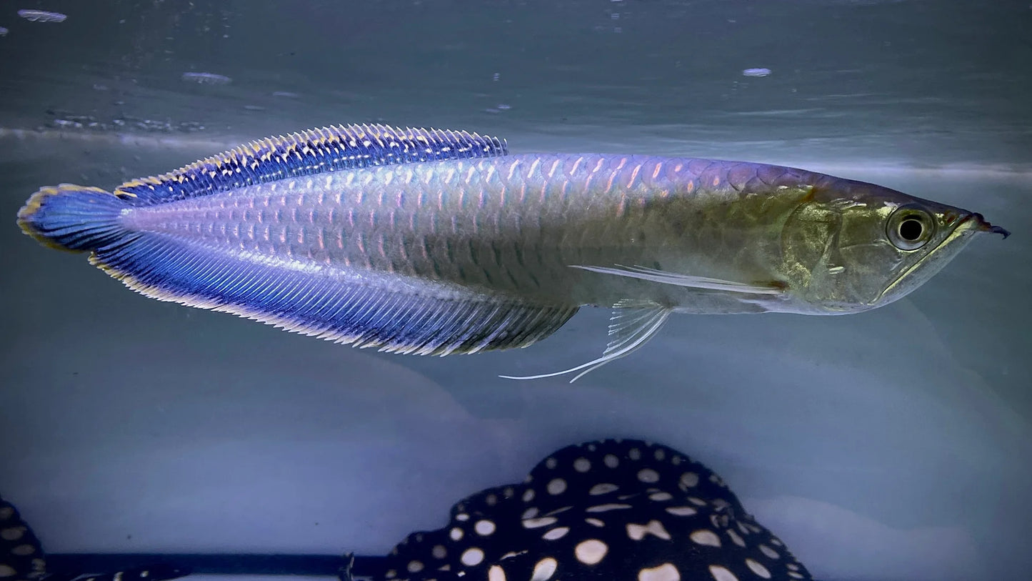 Black Arowana 5–6” – Live Freshwater Aquarium Fish Exotic Oddball for Large Tanks