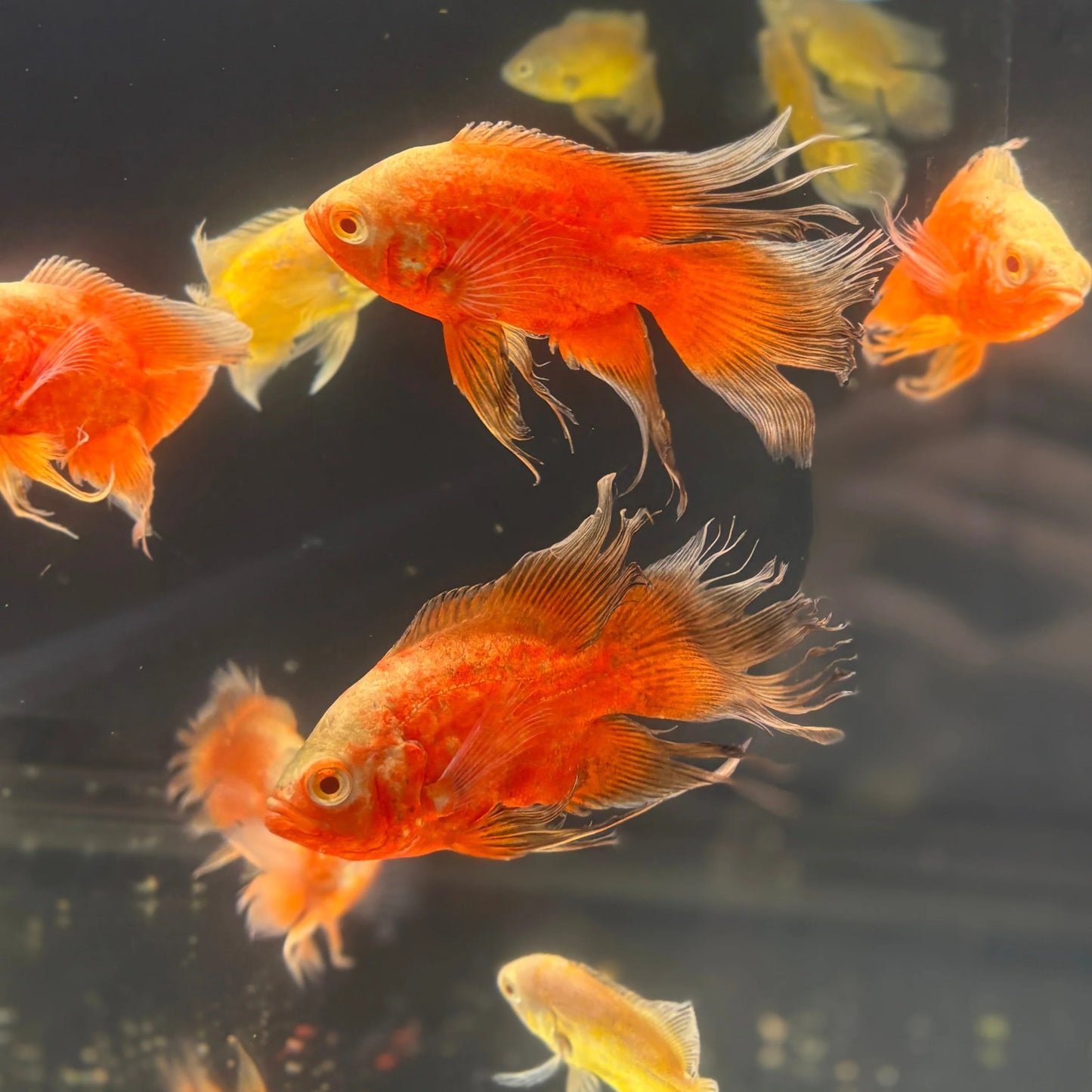 Bloody Red Veiltail Oscar 2.5-3.5 Inch Live Freshwater Cichlid Aquarium Fish XL