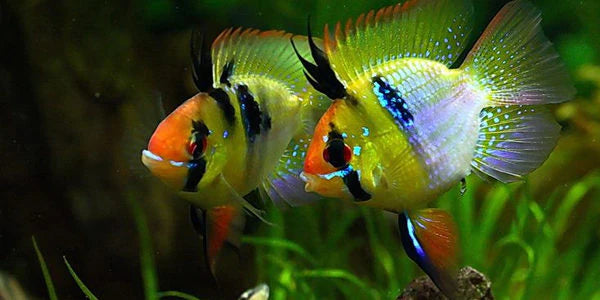 3-Pack Blue Balloon Rams – Live Dwarf Cichlids – Peaceful & Colorful Aquarium Fish