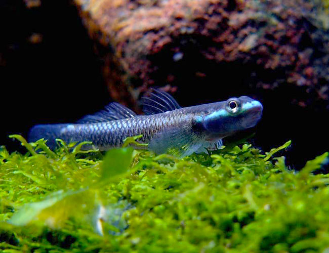 2-Pack Blue Neon Goby Stiphodon Semoni 1.0–1.5” – Live Freshwater – Rare Nano