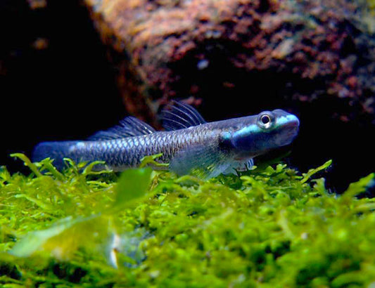 2-Pack Blue Neon Goby Stiphodon Semoni 1.0β1.5β β Live Freshwater β Rare Nano