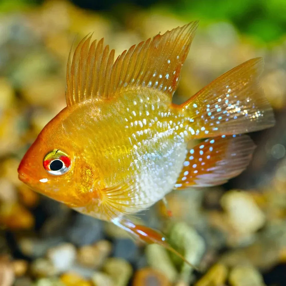 2-Pack Gold Balloon Rams – Live Dwarf Cichlids – Peaceful & Colorful Aquarium Fish