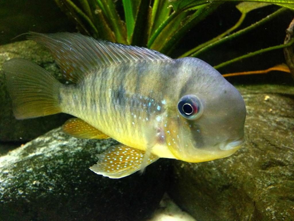Geophagus Balzanii 1.75–2.0” – Peaceful South American Freshwater Cichlid Fish