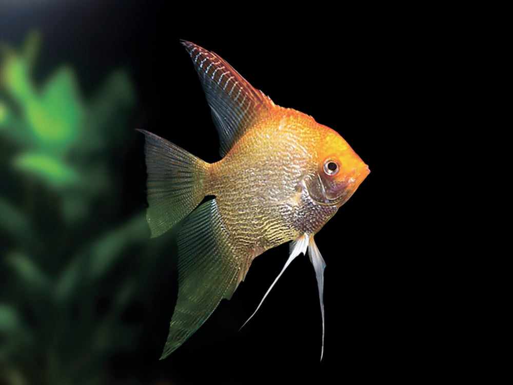 3-Pack Red Head Diamond Angelfish 1.0-1.25″ – Live Freshwater Aquarium Fish – Hardy