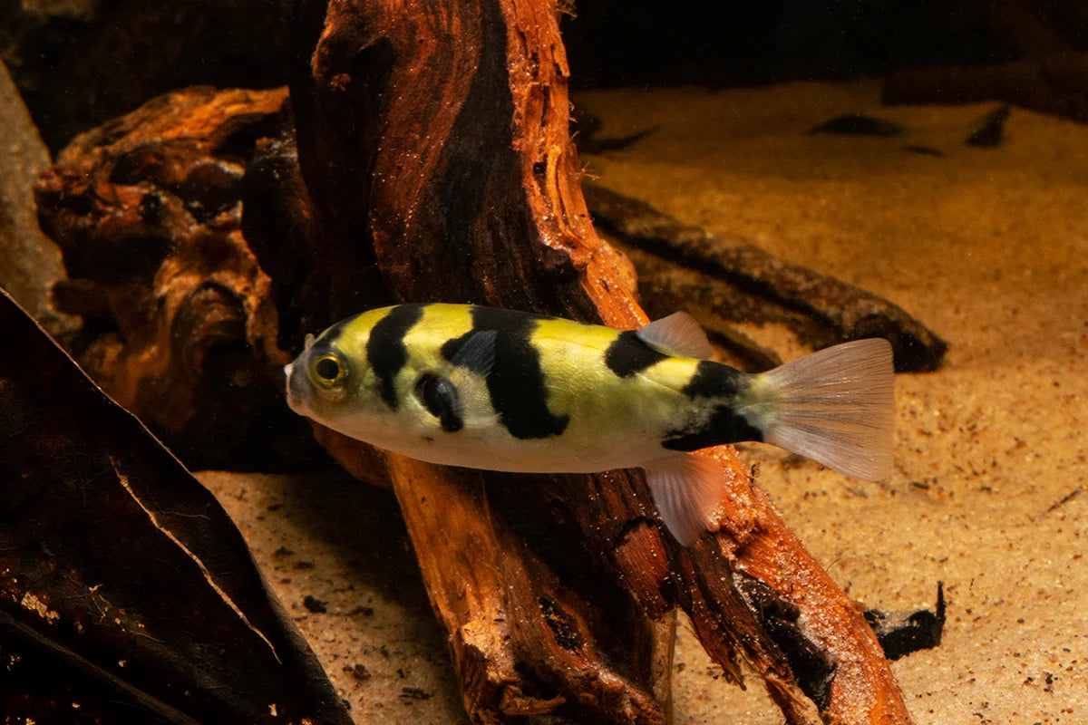 South American Puffer 2.5–3” Live Fish – Freshwater Puffer Active Aquarium