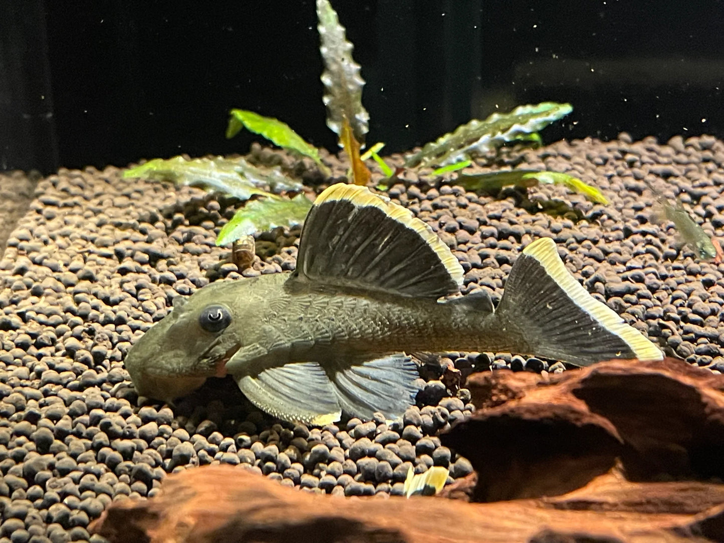 Pleco L047 Mango 2.5-3" Live Freshwater Fish Rare L Number Catfish Bright