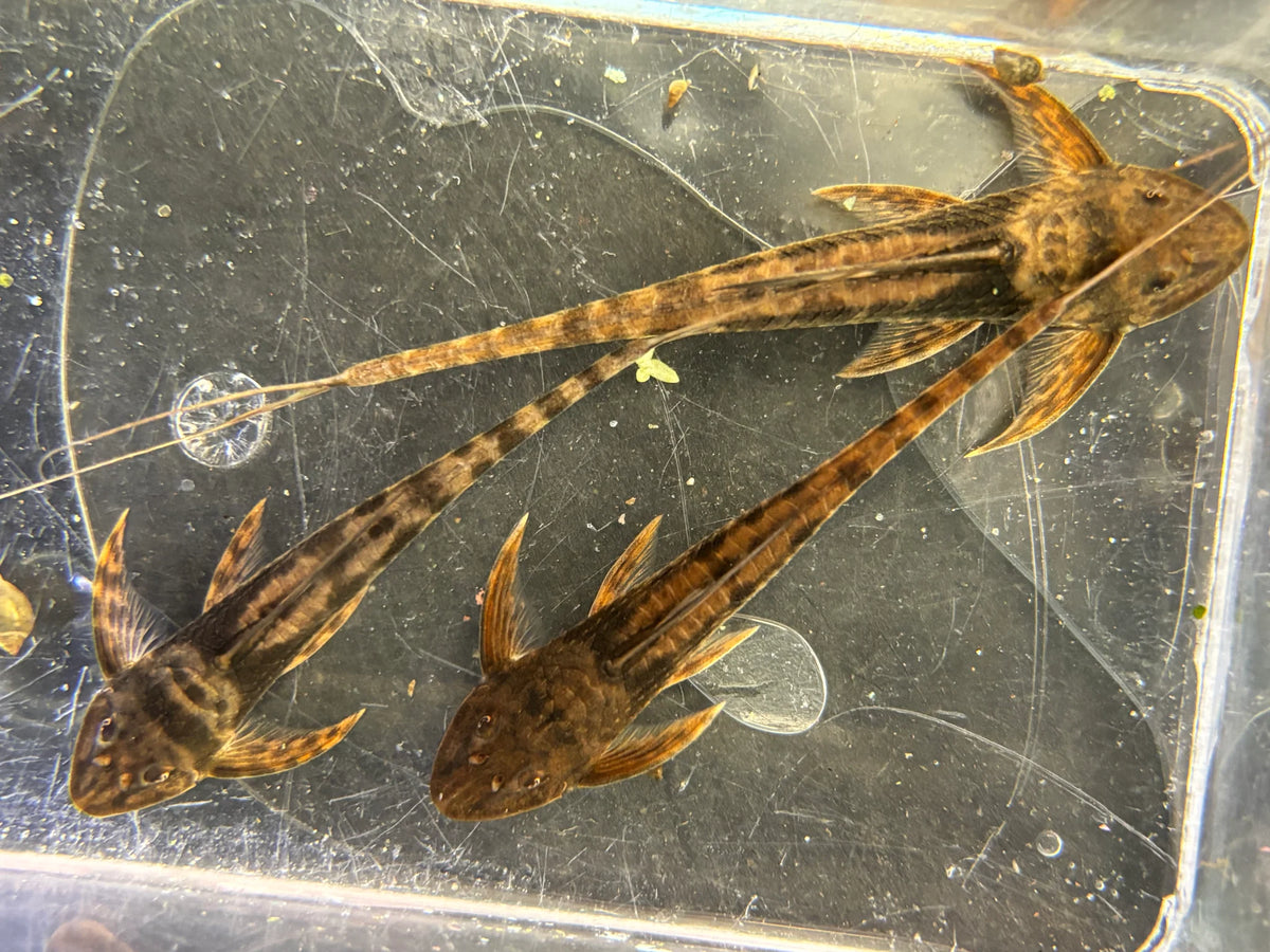 Lamontichthys Filamentosus 3–3.5” Live Rare Freshwater South American Catfish