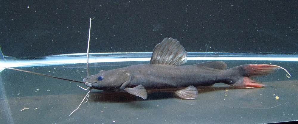 Asian Redtail Catfish 3.5-4.5 Inch Live Freshwater Monster Aquarium Fish