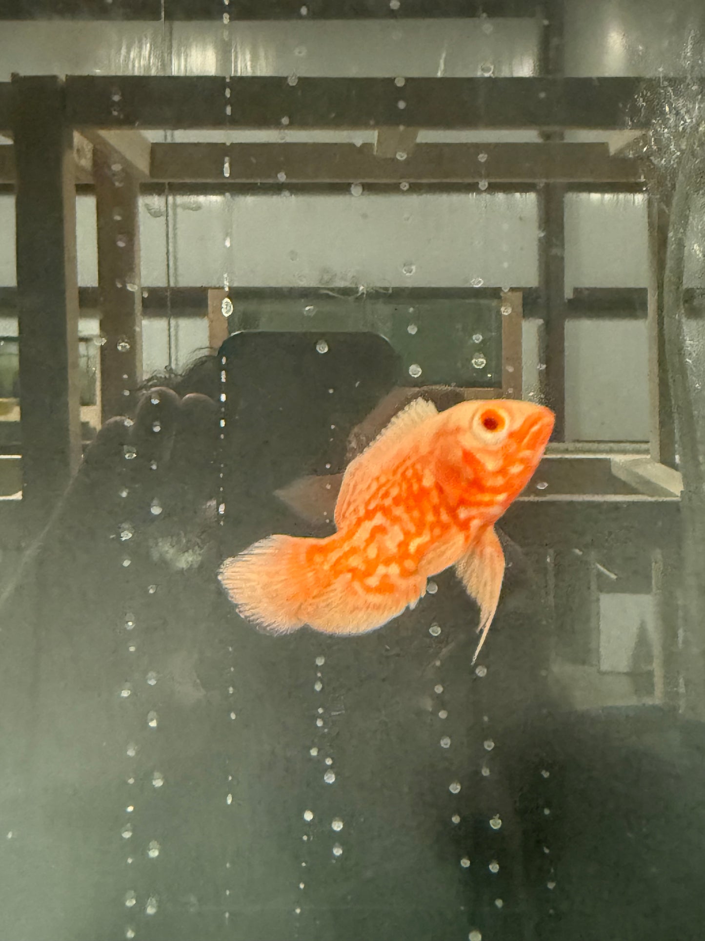 Albino Red Tiger Nemo Cichlid 3 Inch Live Freshwater Fish Aquarium Rare