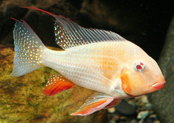 Albino Heckelii Cichlid 3.5-4 Inch Live Freshwater Aquarium Fish Tank Tropical.