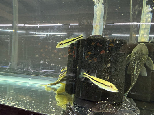 Peacock Bass Temensis 1.5β2.0β Live Fish β Giant Predator Cichlid Aquarium