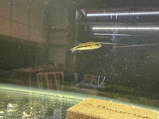 Peacock Bass Fogo 2β2.5β Live Fish β Rare Exotic Cichlid for Large Aquariums