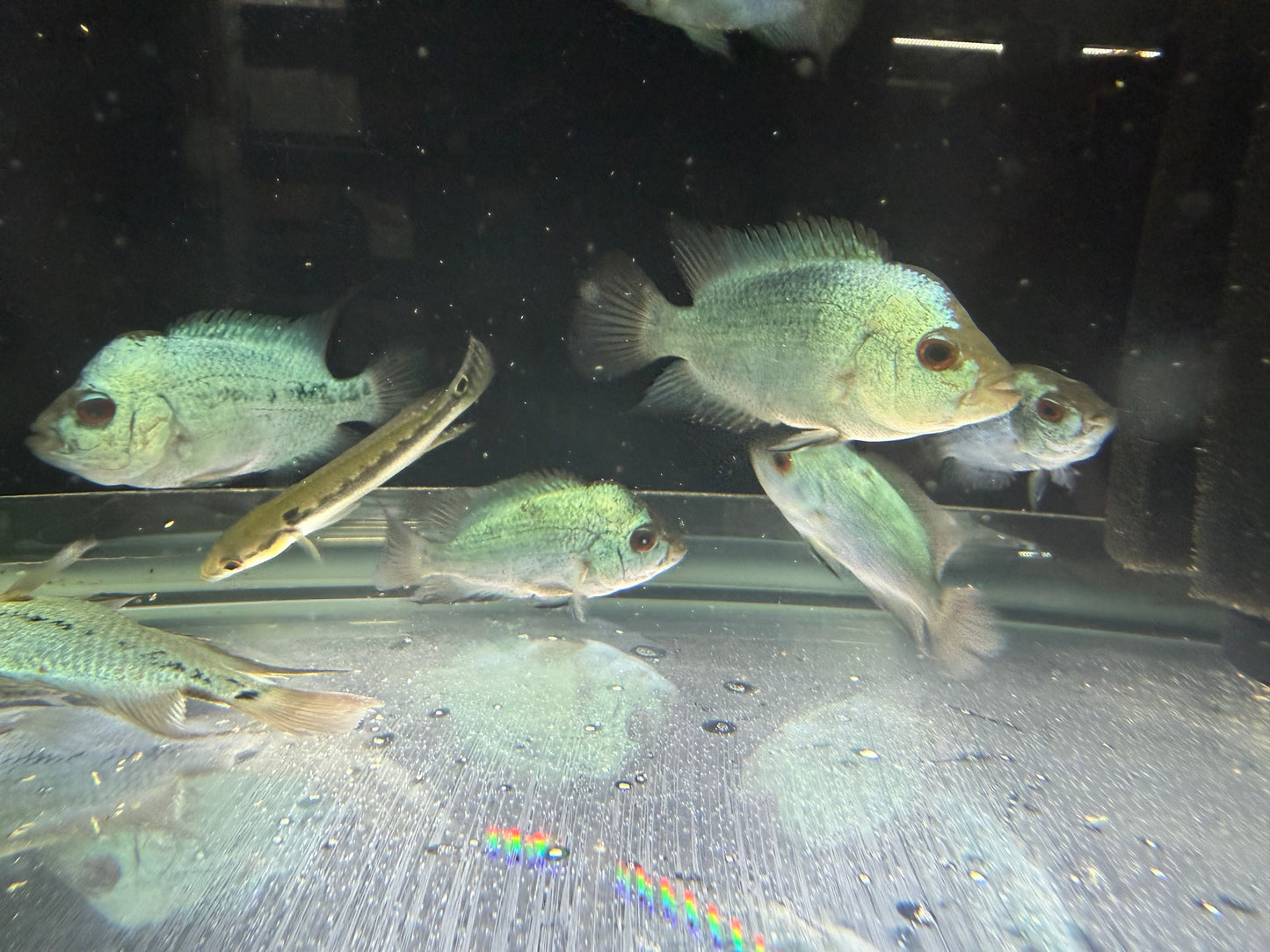 Titanium Blue Flowerhorn Cichlid 2.5-3.5 Inch Live Freshwater Fish Rare XL