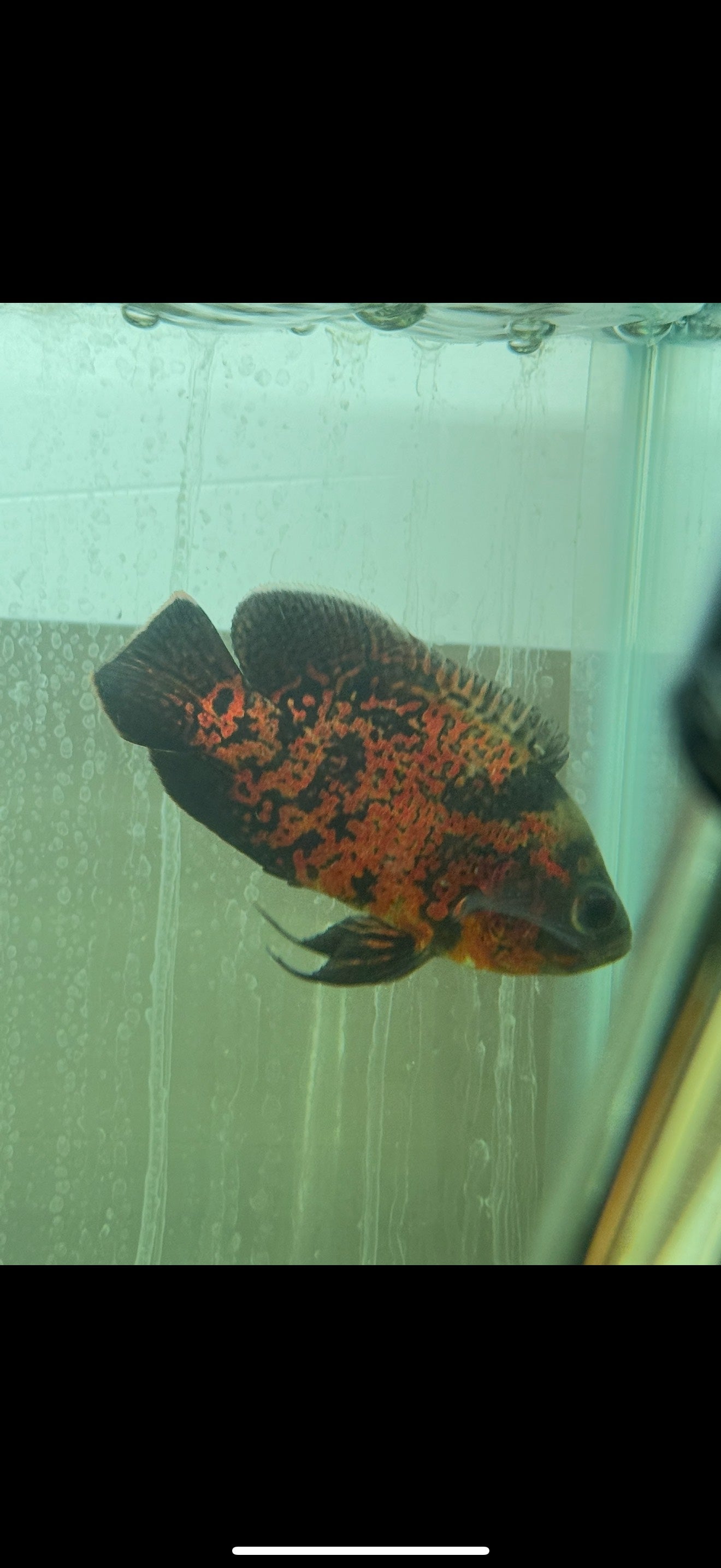 Super Red Oscar 3.0-3.5″ – Live Freshwater Aquarium Cichlid Fish – Vibrant & Hardy