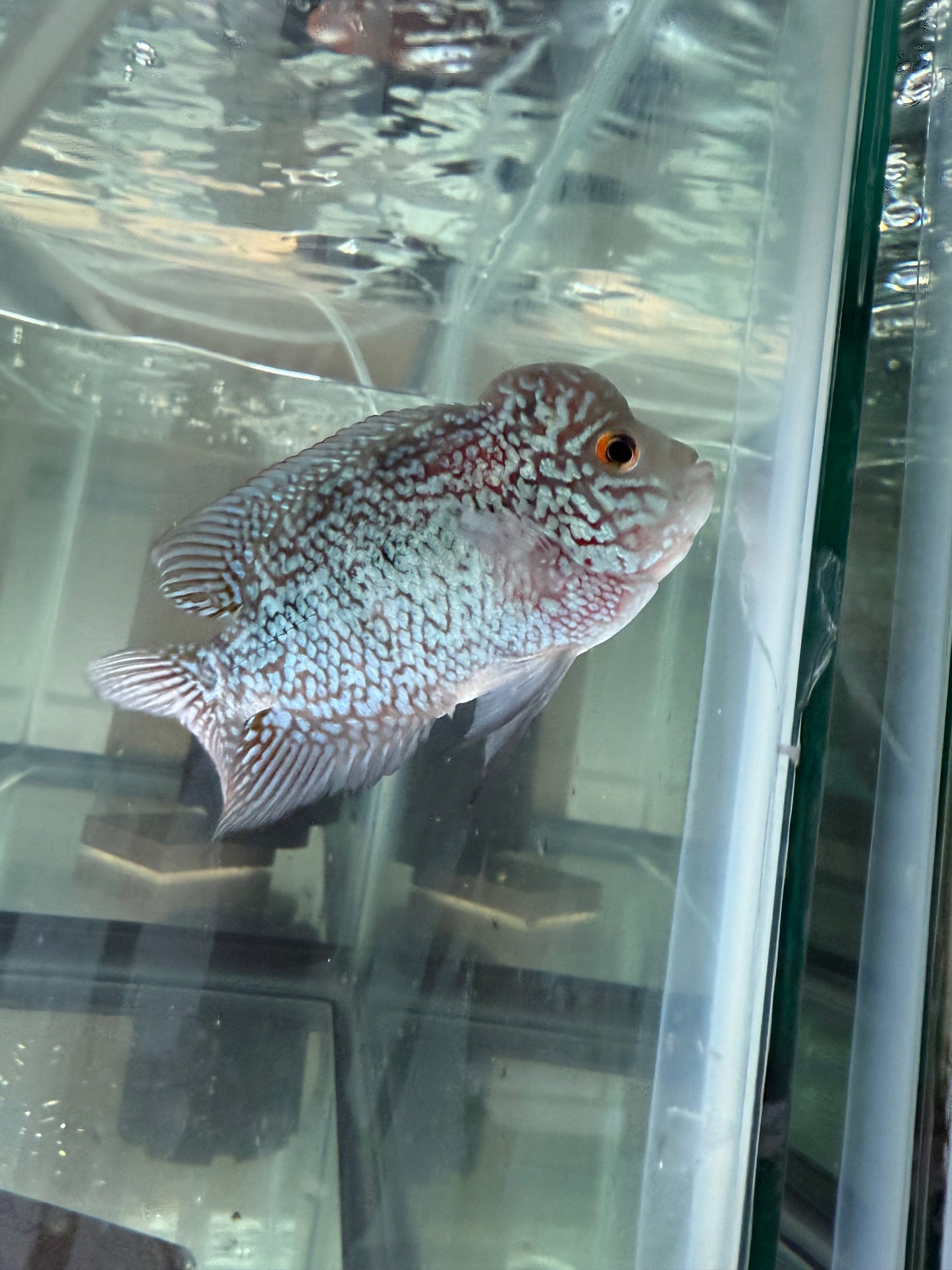 Magma Flowerhorn Cichlid 4–4.5” – Vibrant Live Freshwater Aquarium Fish