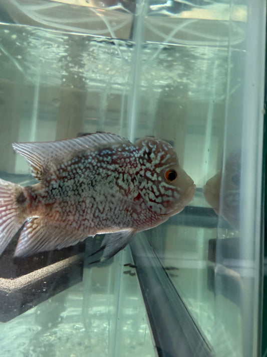 Magma Flowerhorn Cichlid 4β4.5β β Vibrant Live Freshwater Aquarium Fish
