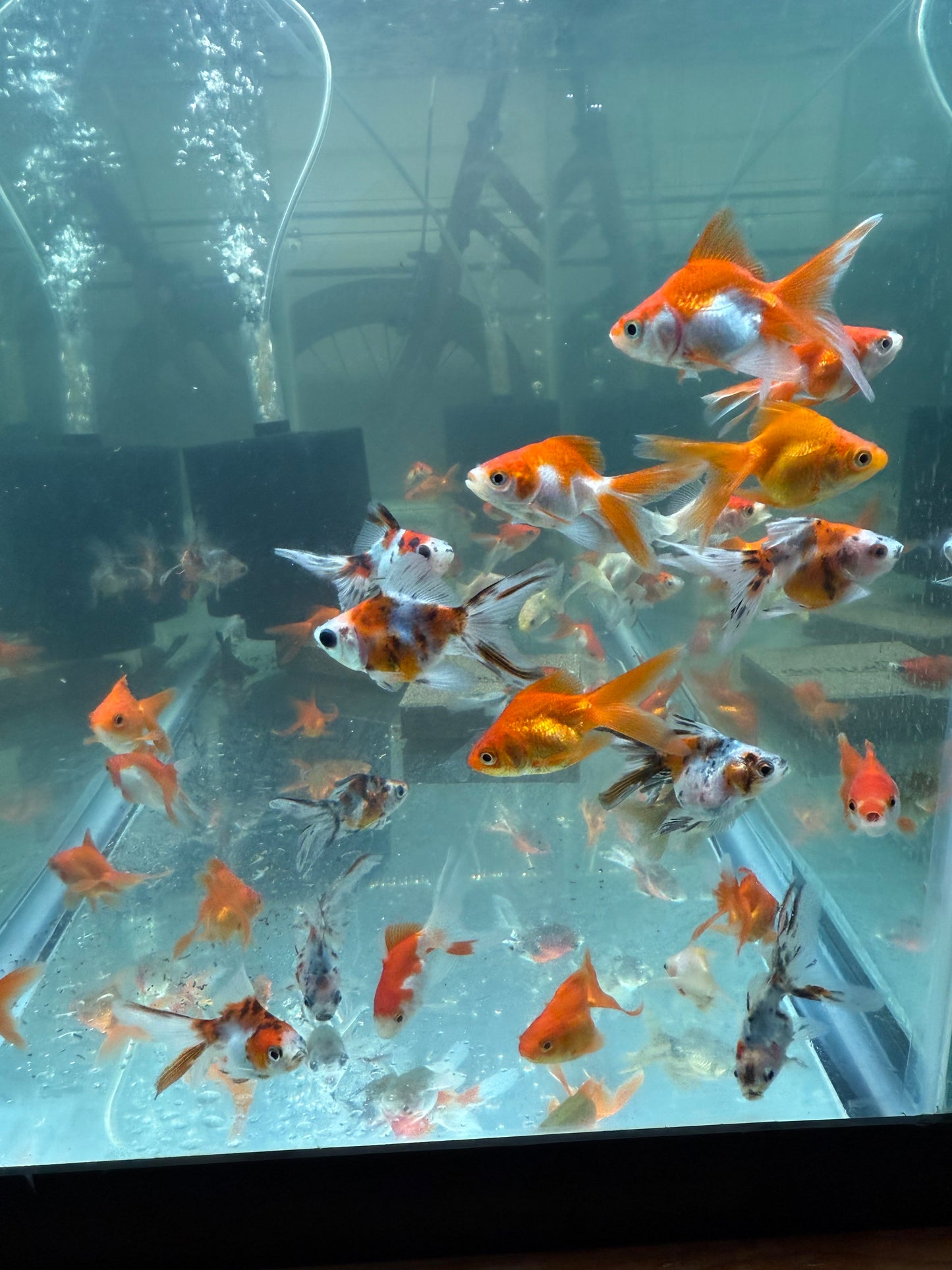 4-Pack Assorted Ryukin Goldfish 1.5” – Live Fancy Freshwater Aquarium Fish