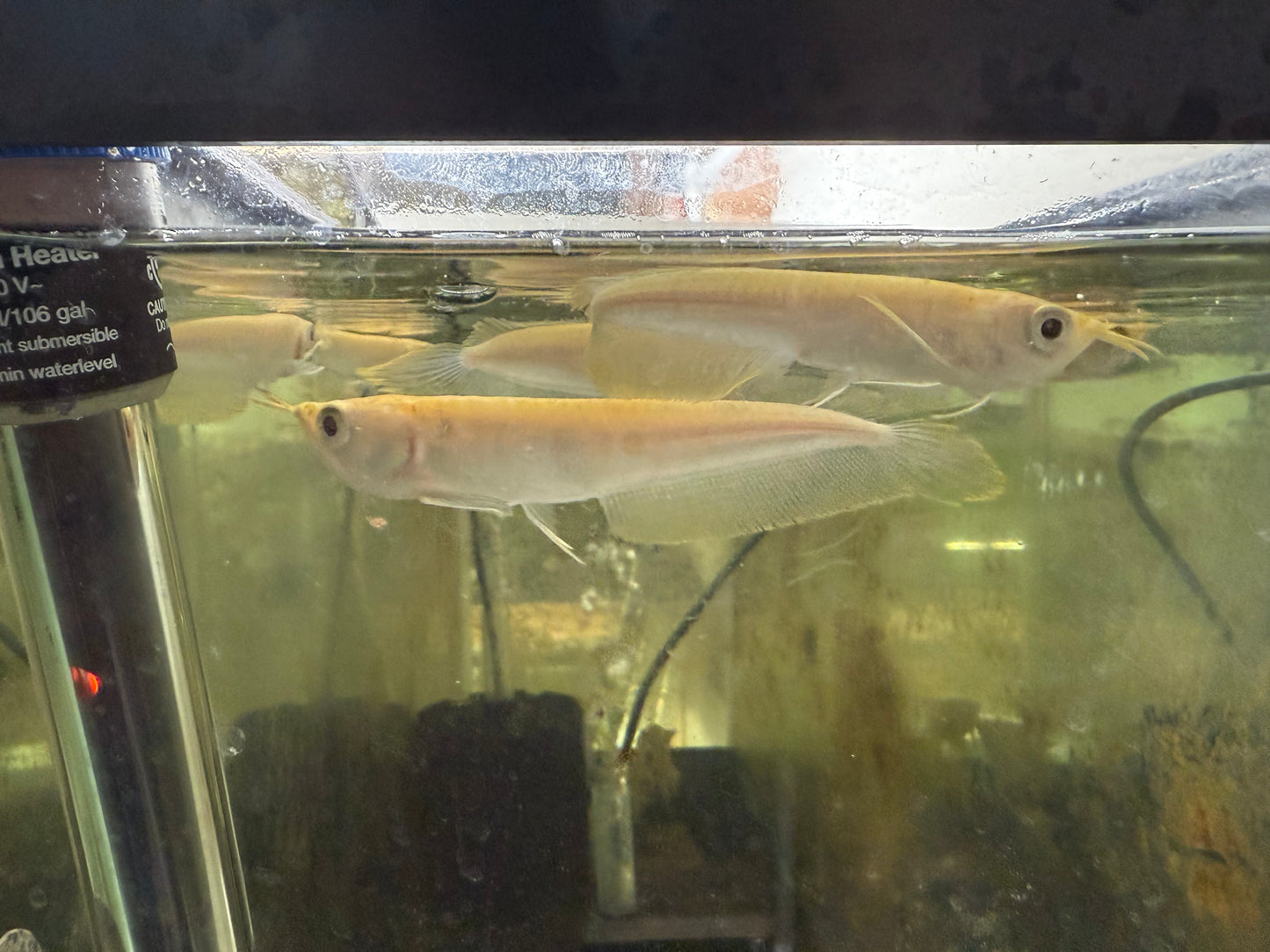 Albino Yellow Banana Arowana 4–5” – Exotic Live Freshwater Aquarium Fish for Large Tanks