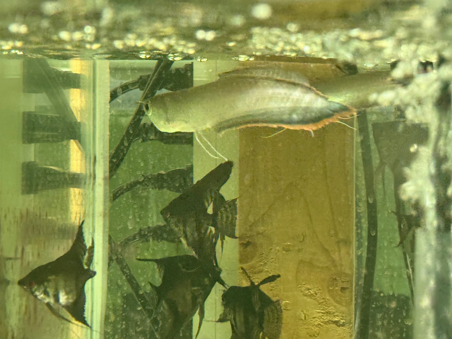 Black Arowana 5–6” – Live Freshwater Aquarium Fish Exotic Oddball for Large Tanks